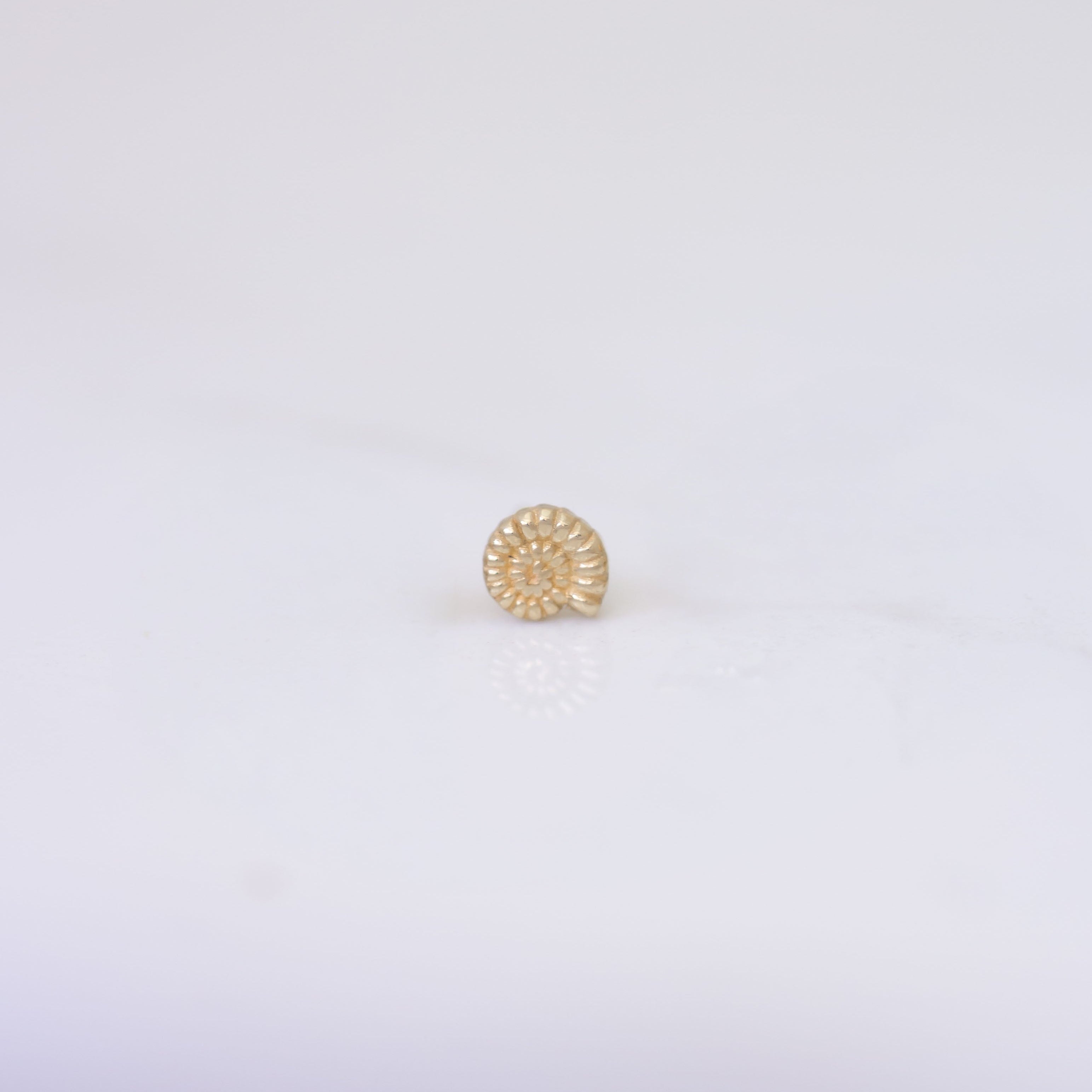 Nautilus Shell Earring Stud in 14k gold